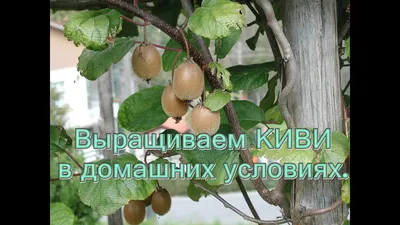 Выращиваем КИВИ в Домашних условиях. - YouTube