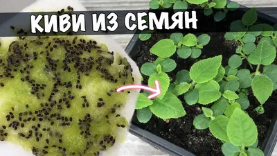 Как вырастить КИВИ ИЗ СЕМЯН. Выращивание киви в домашних условиях. - YouTube