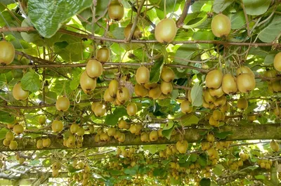 Выращиваем киви: секреты получения вкусных плодов
