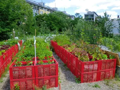 Как создать красивые грядки в огороде: советы и идеи ландшафтного дизайна