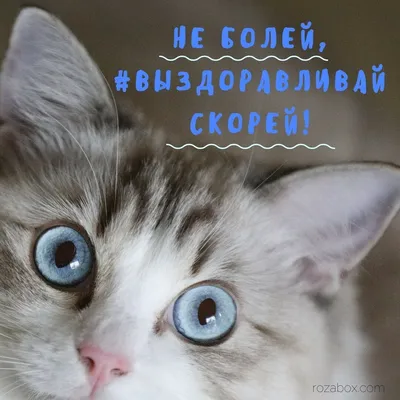 Котик выздоравливай - 15 фото: смотреть онлайн