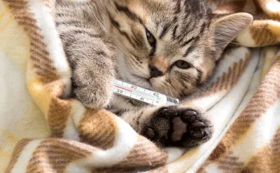Котик выздоравливай - 15 фото: смотреть онлайн