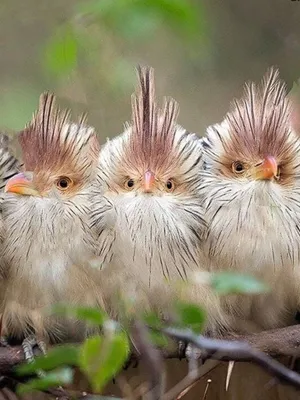 Эти смешные птицы (фото) | Газета \"Грани\"