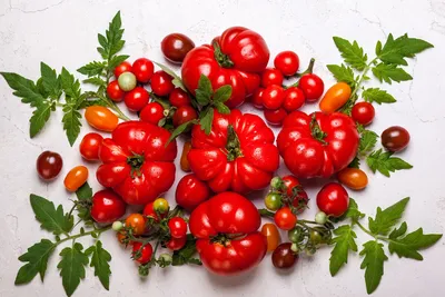 Распространенные заболевания томатов | Tomato disease, Gardening tomato  plants, Growing tomato plants