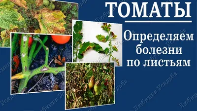 Проверенный сорт томатов - Штраух