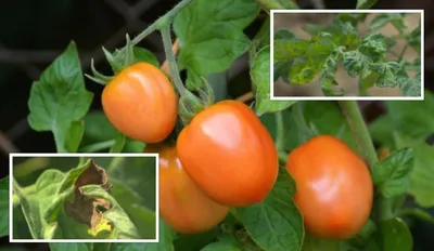 Распространенные заболевания томатов | Tomato disease, Gardening tomato  plants, Growing tomato plants