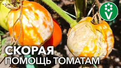 Огуречная мозаика