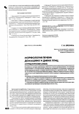 Краснокнижные птицы, как утерянные чувства. Обсуждаем пернатый стрит-арт -  Общество