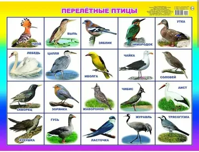 Учу дома: Картотека \"РЕЧЕВЫЕ ИГРЫ С КАРТИНКАМИ НА ТЕМУ \"ПТИЦЫ: ПЕРЕЛЁТНЫЕ,  ЗИМУЮЩИЕ, ЭКЗОТИЧЕСКИЕ\"