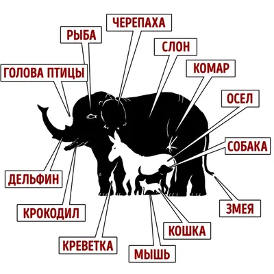 Новые картинки-загадки от мастера игры в прятки Гергея Дудаша (20 загадок +  20 отгадок) - 08.12.2022