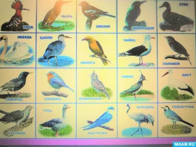 Детские загадки про птиц с ответами и картинками - Лора