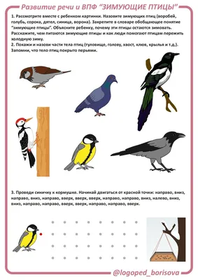 Раскраска Колибри | Раскраски птиц. Картинки птиц, рисунки птиц