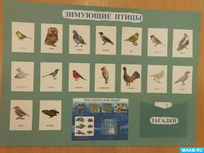 Загадки про птиц с ответами в картинках и рисунках.