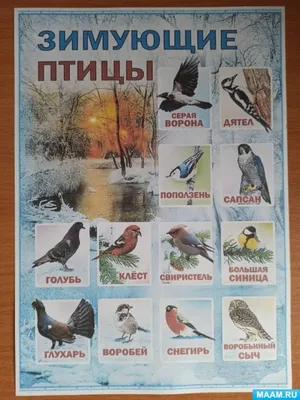 №10 Мини-книга «Загадки про птиц»: 15 страниц
