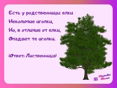 52 загадки про деревья: изучаем растения с детьми