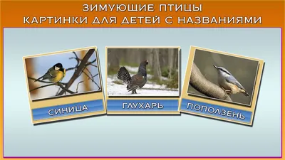 Тема недели «Зимующие птицы» | ВКонтакте