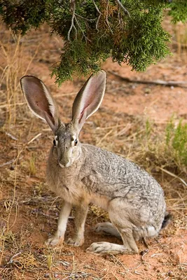 Чем заяц отличается от кролика