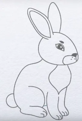 Беляк заяц рисунок карандашом - 66 фото