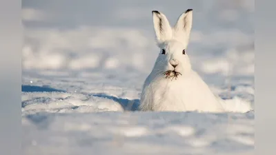 Зайчик в лесу зимой (73 фото) »