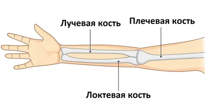 Рентгеновский снимок руки с закрытым переломом: изображение в формате PNG
