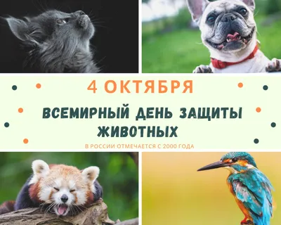 Всемирный день защиты животных - РИА Новости, 04.10.2021