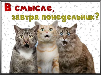 воскресенье это здорово но завтра опять понедельник и на работу идти приколы｜Поиск  в TikTok