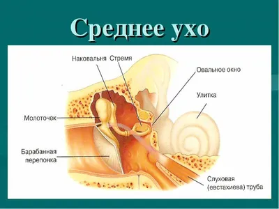 Плеврит - причины появления, симптомы заболевания, диагностика и способы  лечения