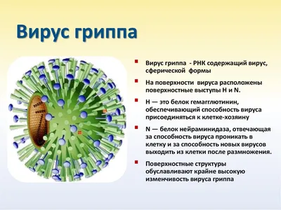 Острый и хронический трахеит у взрослых: лечение, симптомы и признаки