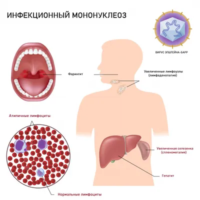 Купить Леденцы с маслом черного тмина и грейпфрута Eleo, 19 гр (Специалист)