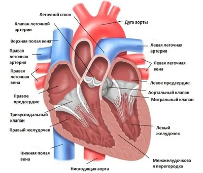 Здоровое сердце - долгая жизнь | Ивацевичи - здоровый город | Русская версия