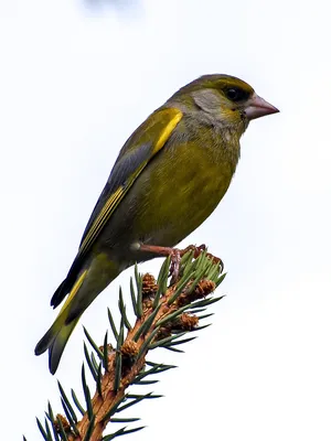 European Greenfinch ,Обыкновенная зеленушка - Carduelis chloris. Фотограф  Евгений