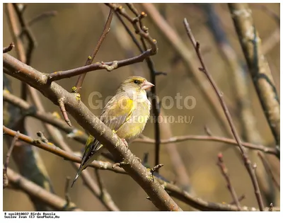 Фотокаталог птиц: Обыкновенная зеленушка (Carduelis chloris)