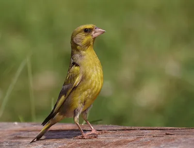 Фотография Обыкновенная зеленушка (Carduelis chloris) Птицы России |  Фотобанк ГеоФото/GeoPhoto | GetImages Group