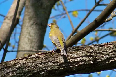 Обыкновенная зеленушка (Сhloris chloris- Коблик 2006) или (Carduelis  chloris- L.Svensson) European Greenfinch - Вьюрковые (Fringillidae) -  Воробьеобразные Passeriformes - Классификатор птиц Таганрога и  Неклиновского района - Птицы Ростовской обл.В ...