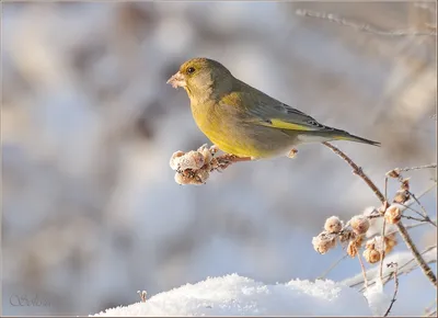 Зеленушка обыкновенная (Chloris chloris)