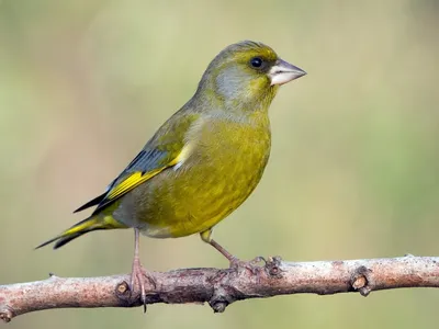 Greenfinch Самец Chloris Хлорис Птица Пение — стоковые фотографии и другие  картинки Обыкновенная зеленушка - Обыкновенная зеленушка, Без людей, Весна  - iStock