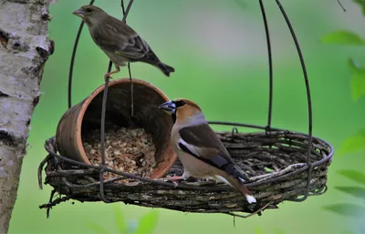 ПЕНИЕ ЗЕЛЕНУШКИ Carduelis Chloris chloris - YouTube