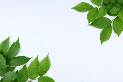 Фотография зеленые листья фон натуральный зеленый И картинка для бесплатной  загрузки - Pngtree