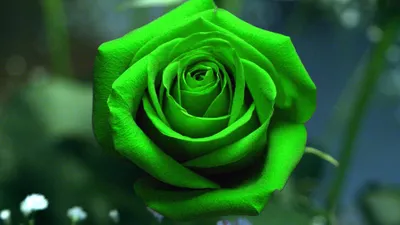 Фотообои «Зелёные розы» - изготовление и продажа