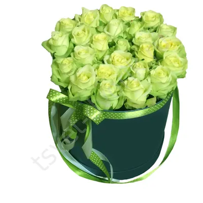 Зеленые розы купить с доставкой по Минску - Acuba di Flora