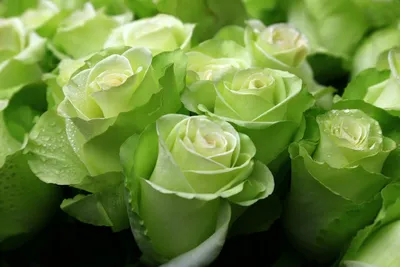 Букет из 7 зеленых роз в крафте за 3010 ₽ с доставкой по Перми