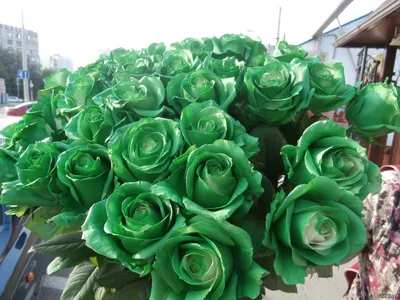 Best Amazing Planet - Зелёные розы - настоящие, они очень необычные и  особенные.💚 | Facebook