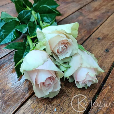 Бело зеленые розы - 69 фото