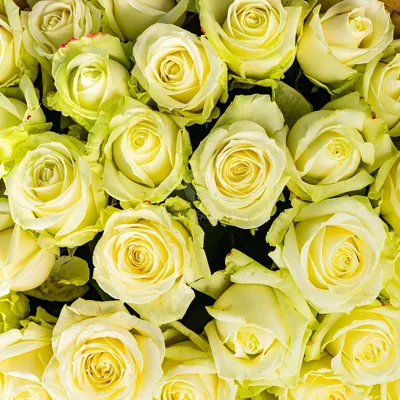 О чем могут рассказать розы: выбираем розы по цвету | Статьи  интернет-магазина «Флора Фарт»