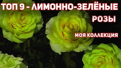 63 бело-зеленые розы (50 см) – купить оптом и в розницу в Москве и  Московской области – Городская База Цветов