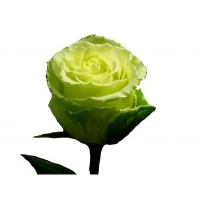 зелёные розы в роскошной коробке. букет цветов в бумажной коробке  изолирован Стоковое Изображение - изображение насчитывающей романско,  украшение: 230594185