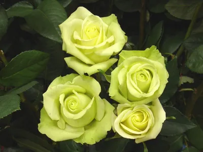 33 бело-зеленые розы (70 см) – купить оптом и в розницу в Москве и  Московской области – Городская База Цветов