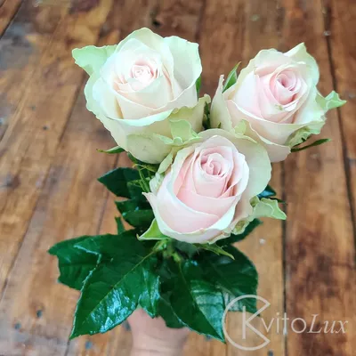 43 бело-зеленые розы (50 см) – купить оптом и в розницу в Москве и  Московской области – Городская База Цветов
