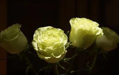 Розы розово белые с зеленым - 33р, свежие в Питере