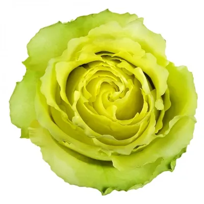Красивые зеленые розы на белой предпосылке Стоковое Изображение -  изображение насчитывающей цвет, лепестки: 151337197